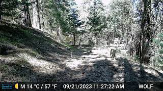 My Cabin Kitty (Bobcat) in Tehachapi