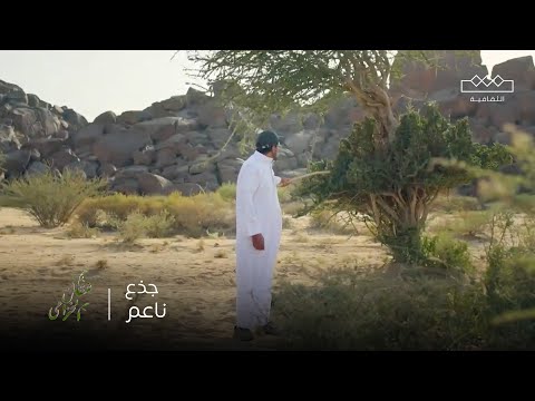 شقائق الخزامى السرح شجرة الظل والثبات في قلب الطبيعة