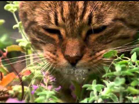 Video: ¿Todos los gatos se drogan con la hierba gatera?