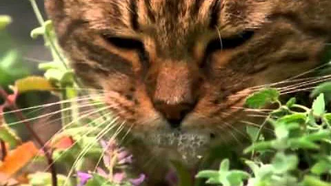 ¿Relaja la hierba gatera a los gatos?