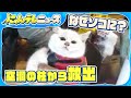 【三毛猫レスキュー】隙間からモフモフのお尻…救出されたかわいい子猫
