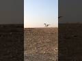 يوميات ترند اكسبلور خيل عربيه اصيله مهرجانات Shorts Youtubeshorts يوميات ترند اكسبلور خيل عربيه اصيله مهرجانات Shorts Youtubeshorts