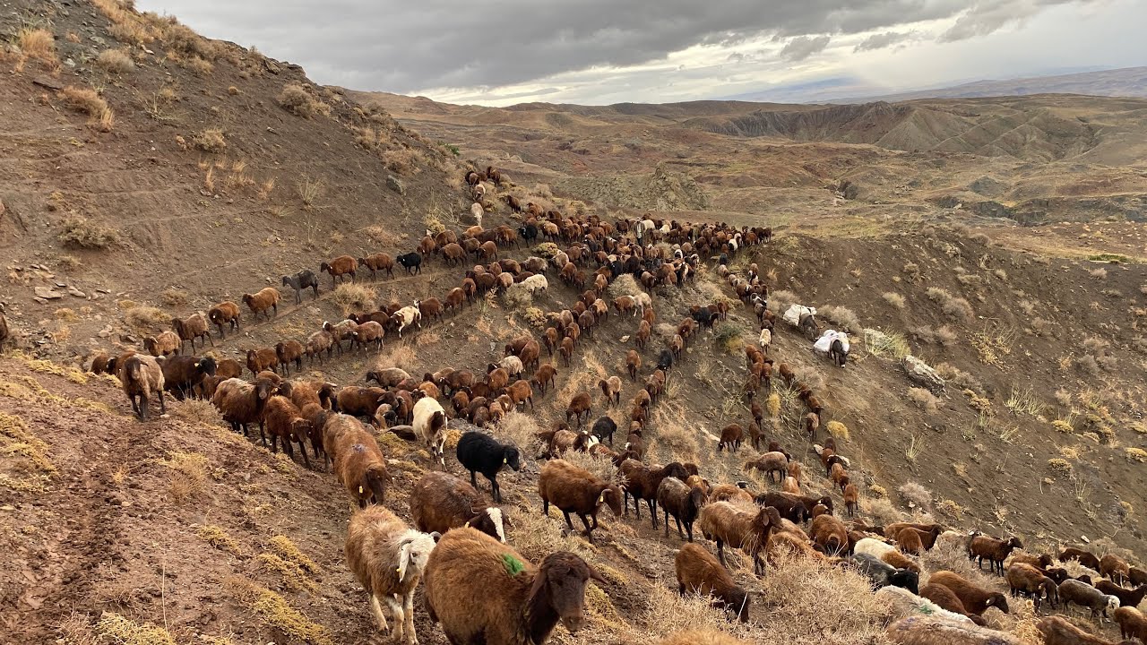 KÖPEKLER YARALI KURT UN SEVDİĞİ HAVA YAĞMURLU SİSLİ BİR GÜN.