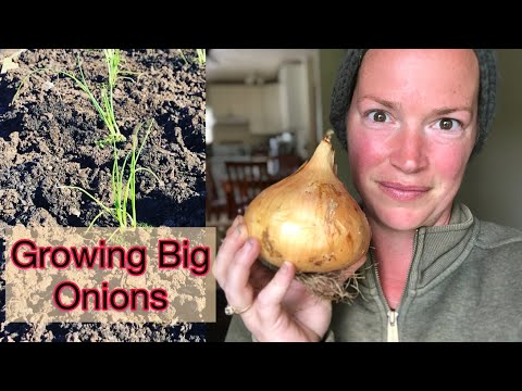 Video: Løk for hager i sone 8 - når skal du plante løk i sone 8