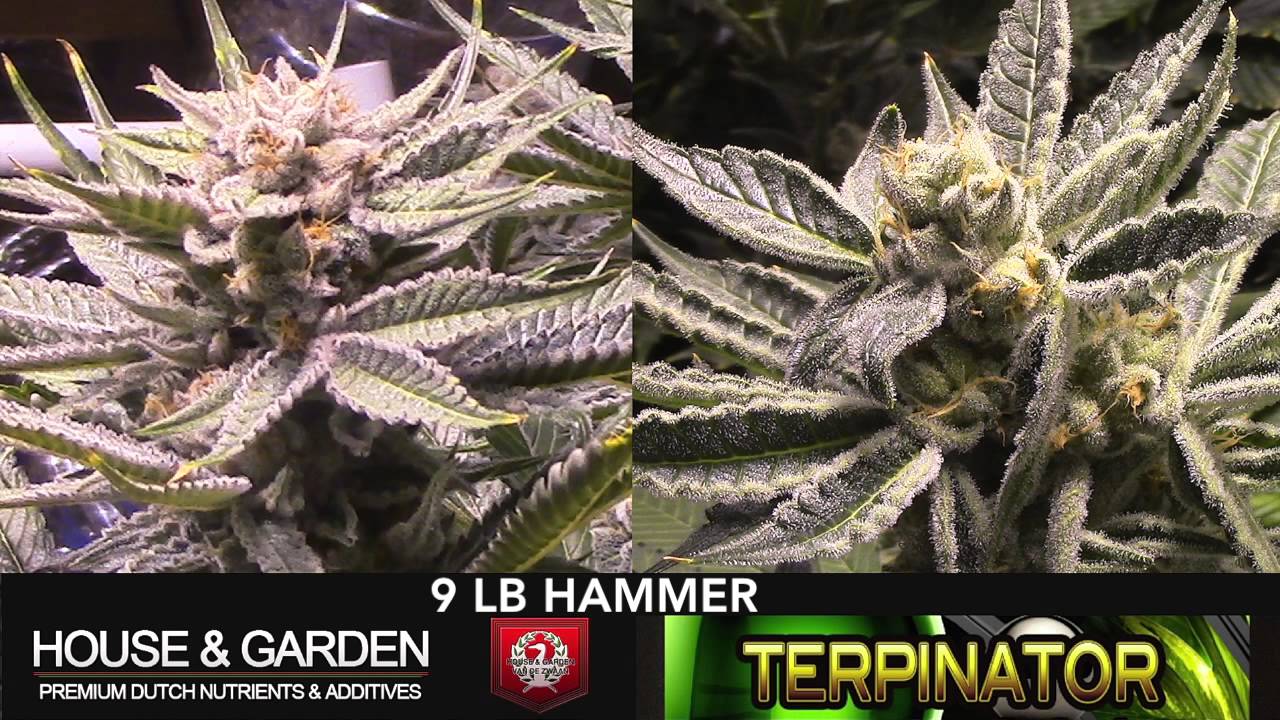 TERPINATOR Lab Test Results Side By Side ep6-6 House & Garden, 9 lb Hammer No Co2