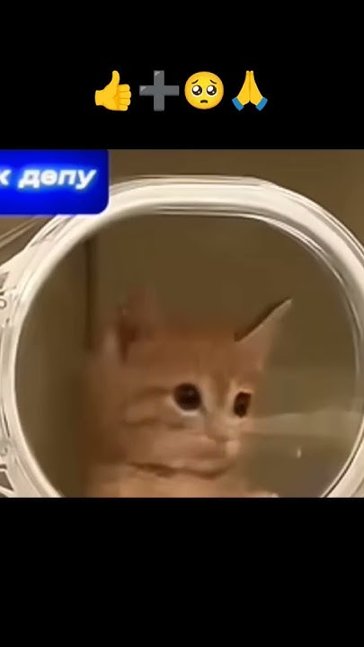 Какой милый котëнок! - YouTube