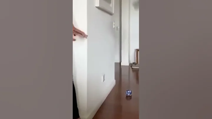 Watch the video about Funniest Cats😹 Videos-Try notto laugh🤣 challengefunniest animal videos #Shorts #animallife #funnypet