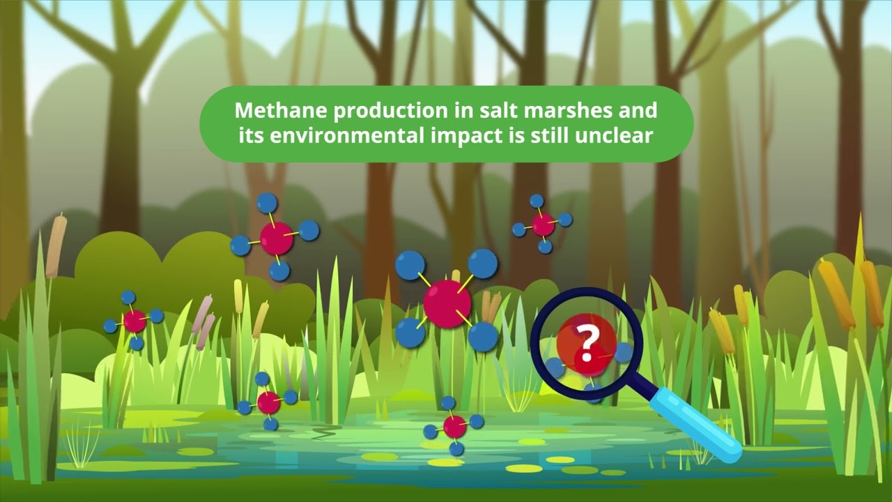 Understanding methane production in salt marshes