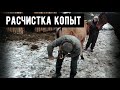 Расчистка копыт у лошадей и для чего это нужно