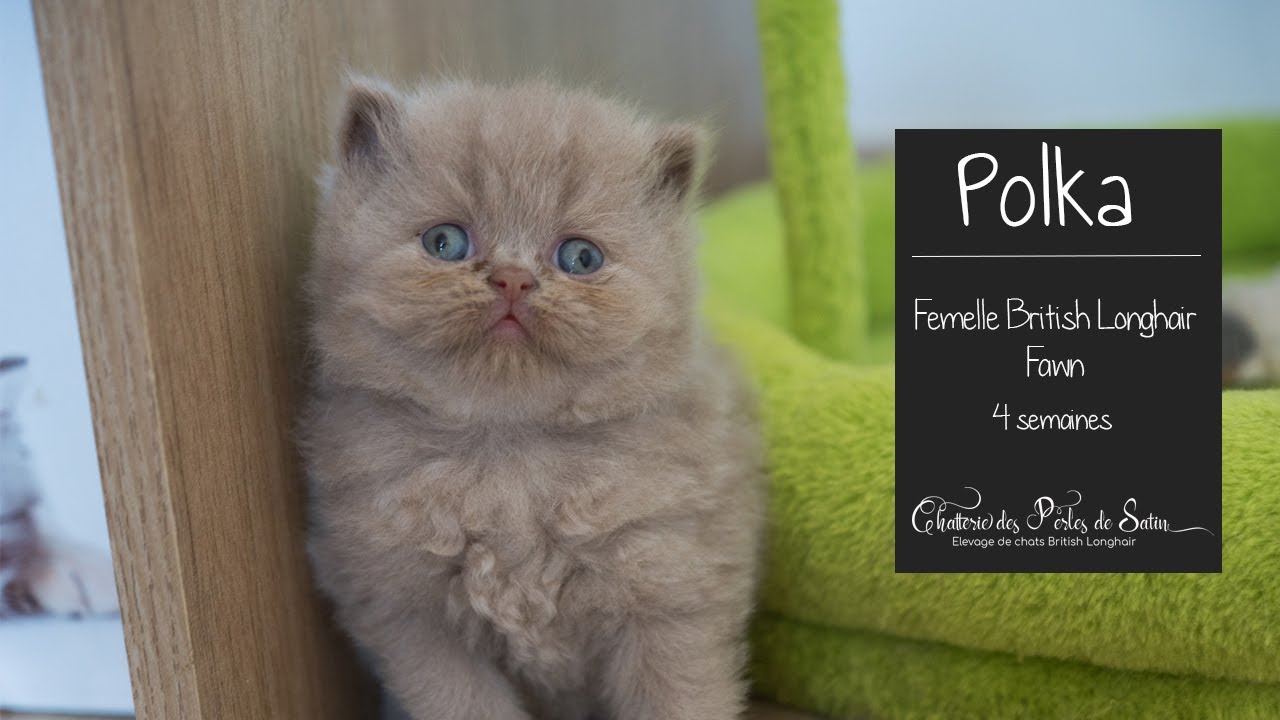 Polka Chatonne British Longhair Fawn Youtube