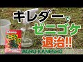 キレダーでゼニゴケ防除！～霧吹き編～