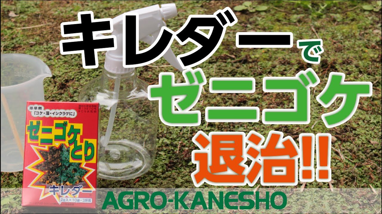 日本限定 ゼニゴケやイシクラゲ 藻類用の除草剤 キレダー水和剤 2g×10袋 2箱セット 希釈もわかりやすく ご家庭でも簡単に使用可能です  copycatguate.com