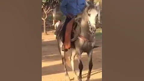 Rancho San Martinito De Martin Carbajal