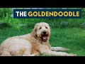 Goldendoodle: Everything You Must Know About This Teddy Bear Dog!