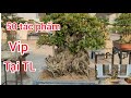 đã cả mắt với toàn tác phẩm đẹp giá vài tỷ cũng đã có mặt tại triển lãm anh em tha hồ chọn lựa