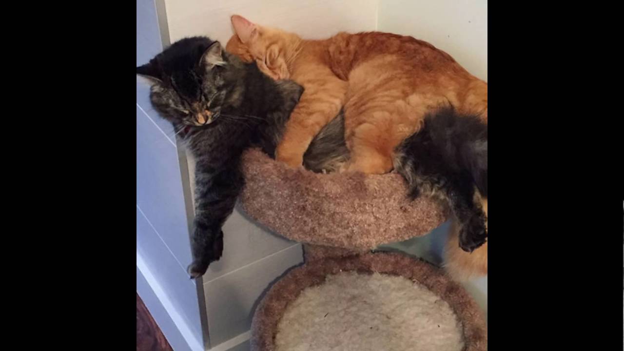 Inseparable Cats Insist On Sleeping Together Even After Outgrowing