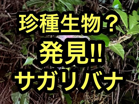 沖縄西表島離島巡,珍種サガリバナ⑫Barringtonia racemosa 2020 画像ベストシーズンの石垣島、西表島の離島巡り旅。ハイサイ探検気分 #石垣島 #西表島 #沖縄 #ハイサイ