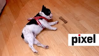 French Bulldog's Hilarious Reaction to a Toy Bone by Pixel 10,369 views 8 years ago 1 minute, 26 seconds