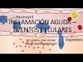 INFLAMACIÓN AGUDA – EVENTOS CELULARES / Dr. Elmer Luna Vilchez