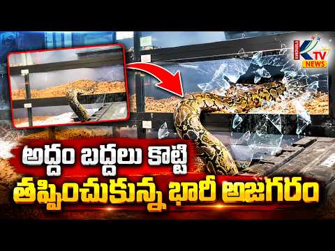 Shocking Viral Video: Giant Python Shatters Glass Enclosure And Escapes In US.
