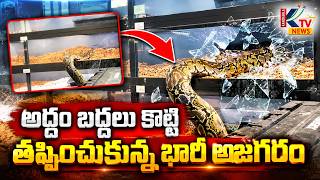 Shocking Viral Video: Giant Python Shatters Glass Enclosure And Escapes In US.