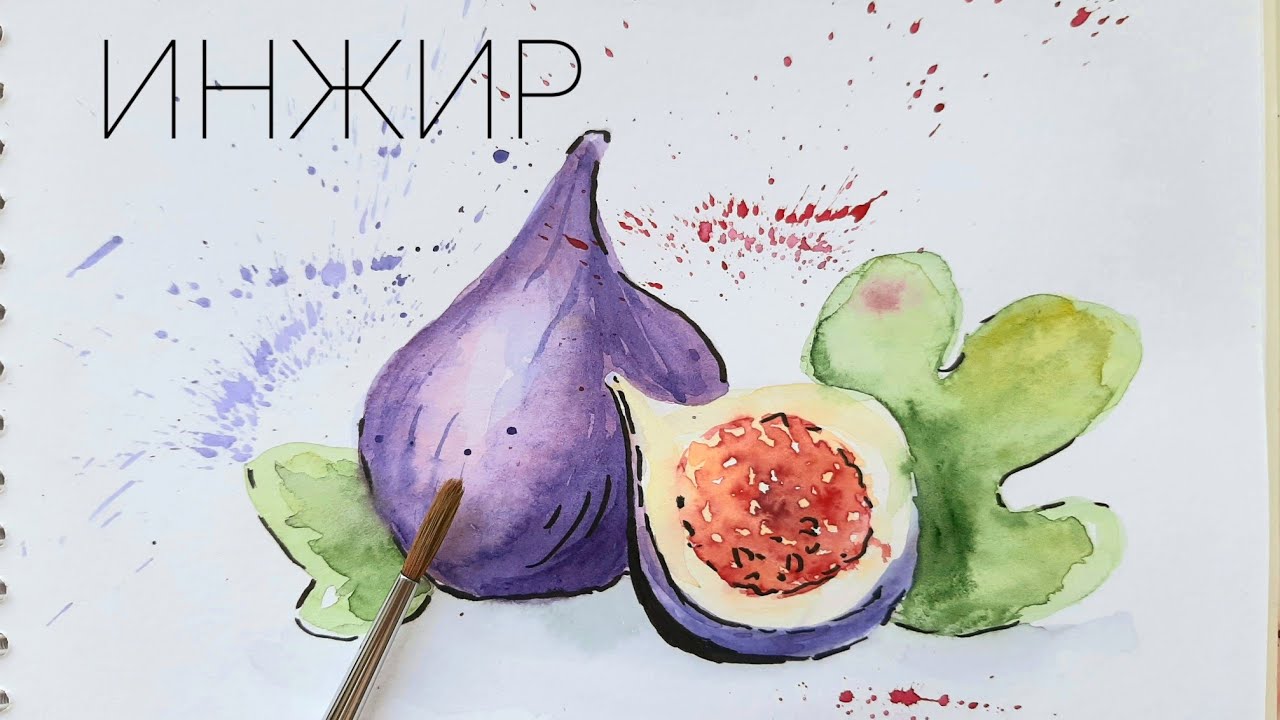 Как рисовать инжир