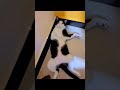 Funny cat | sleepy cat poses
