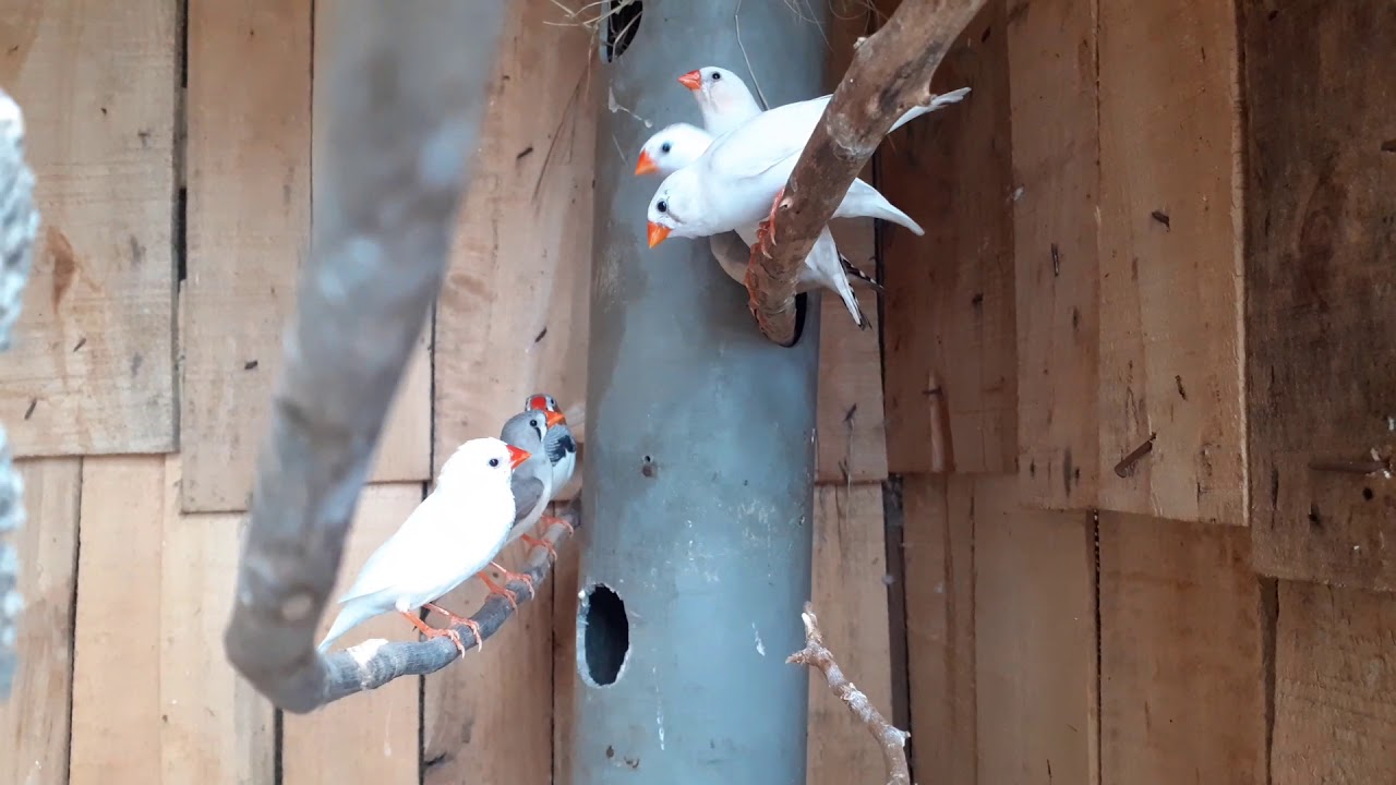 Finch birds 