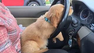 Download Lagu New FUNNY PUPPIES 2025 will make you LAUGH YOUR HEAD OFF😂 MP3 Download Lagu New FUNNY PUPPIES 2025 will make you LAUGH YOUR HEAD OFF😂 MP3