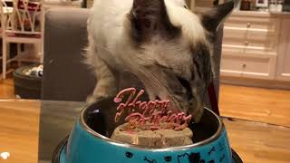Balinese Cat Darci’s First Birthday Party by Balinese Darci 109 views 5 years ago 46 seconds