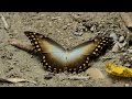 Butterflies in 4K Yungas part2