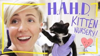 H.A.H.D: ASPCA Kitten Nursery!