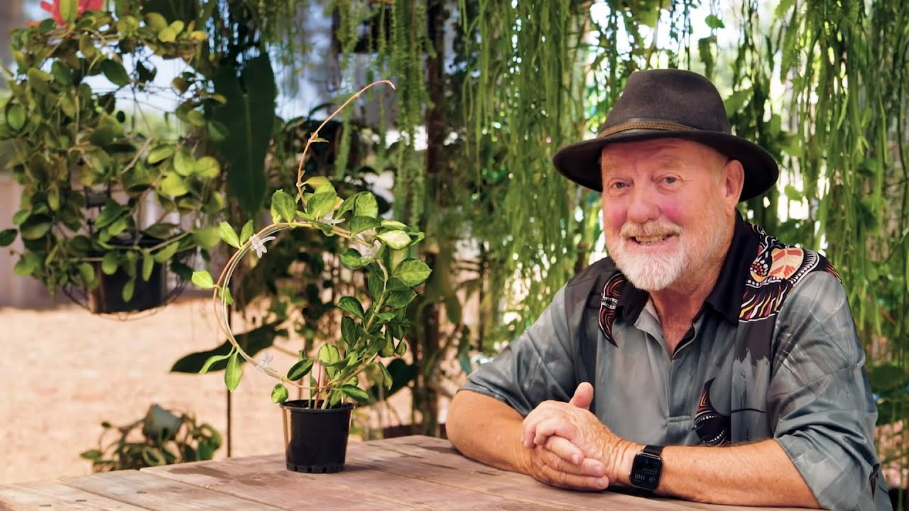 Садоводческие гуру — Hoya Obsession, часть 1