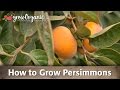 How To Grow Organic Persimmons