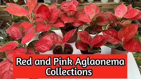Red and Pink Aglaonema Collections