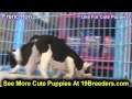 Frenchton, Puppies, Dogs, For Sale, In Newark, New Jersey, NJ, 19Breeders, Paterson, Edison Frenchton, Puppies, Dogs, For Sale, In Newark, New Jersey, NJ, 19Breeders, Paterson, Edison