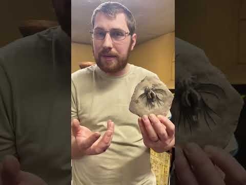 Fabulous Trilobite Fossil!