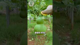 The identity of the 'Joseon Dynasty Tumblr' The identity of the 'Joseon Dynasty Tumblr'