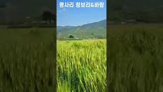 평사리 청보리와 바람