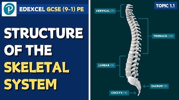 Edexcel GCSE PE - Bones (Names and Locations) - The Musculo-Skeletal System (1.1)