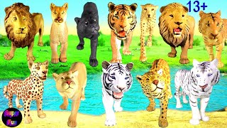 Animals -  Lion Tiger Jaguar  Leopard Cheetah Puma Panther 13+