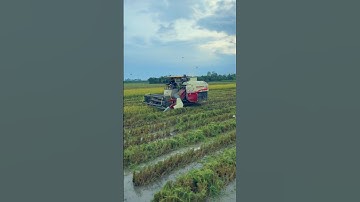 Cắt lúa ngập nước