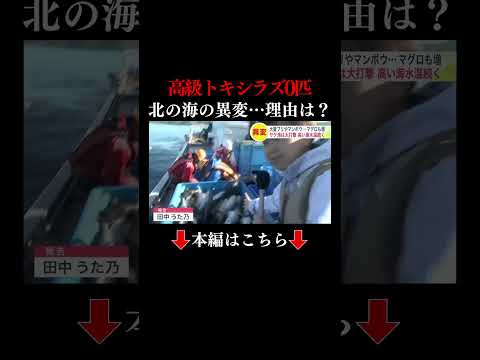 👆本編はこちら👆“トキシラズは0匹 ブリは100匹” 海水温上昇で漁業に変化が コンブの生育悪く漁獲量が激減 「海洋熱波」が原因か 北海道
