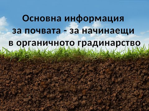 Видео: Информация за подрязването на лоропеталум - най-доброто време за подрязване на лоропеталум