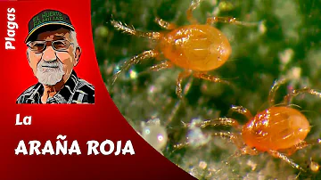 ¿Qué plantas son más sensibles a la araña roja?