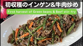 自家栽培！インゲン＆牛肉炒め【Home-grown! Green beans & Beef stir-fry】