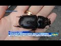 State, county officials to hold a public meeting on the Coconut Rhinoceros Beetle infestation
