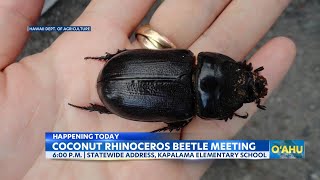 State, county officials to hold a public meeting on the Coconut Rhinoceros Beetle infestation