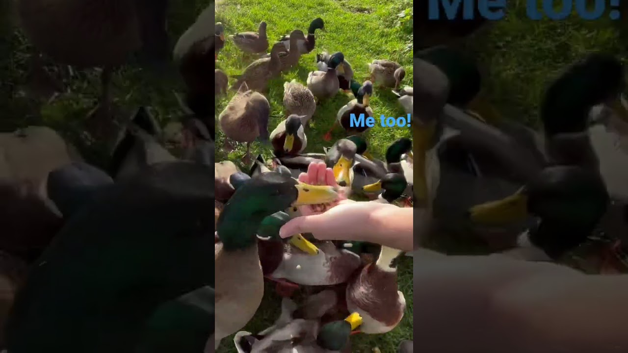 Hand Feeding Wild Ducks! 