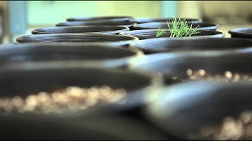 "SLF-NAG" by Dimitris Achlioptas